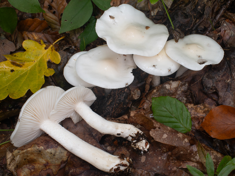 Hygrophorus cossus
